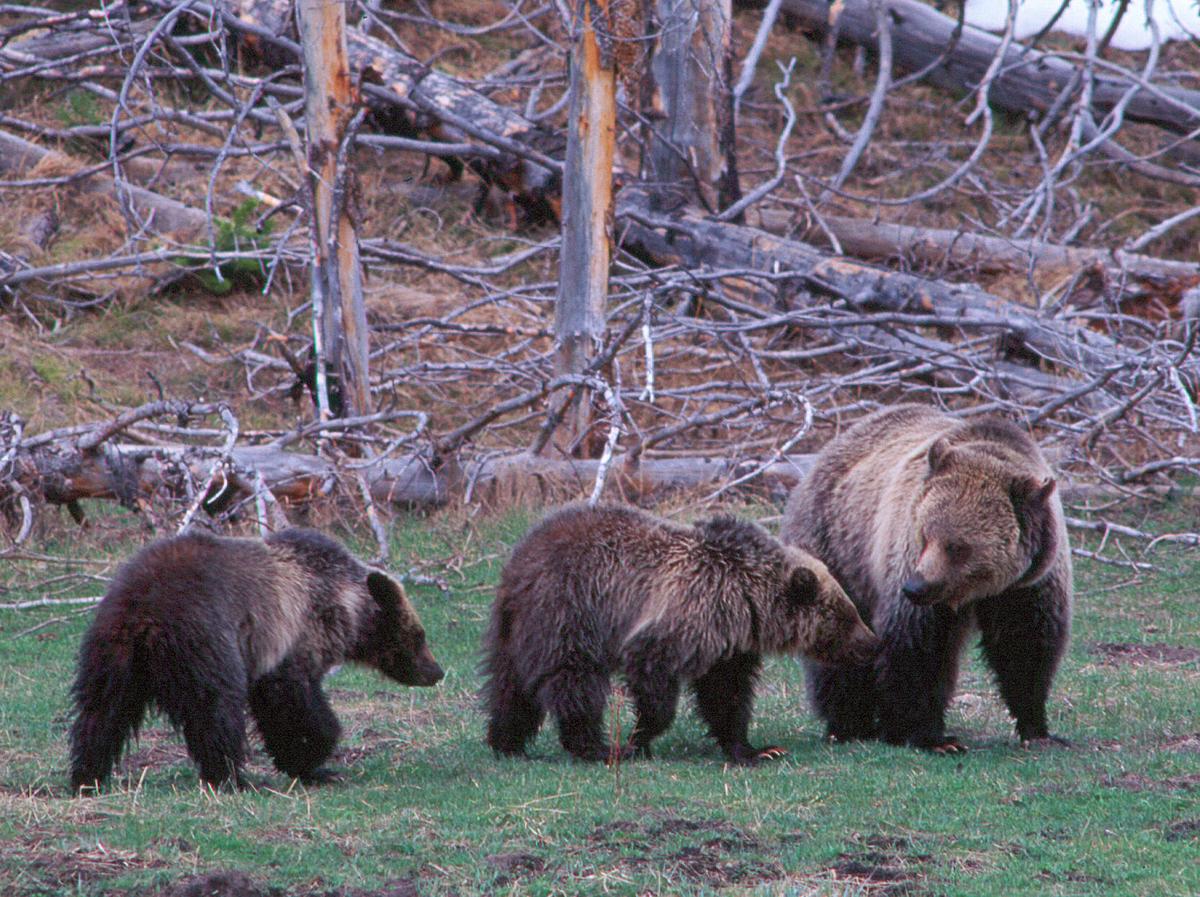 State misses the mark on grizzly delisting