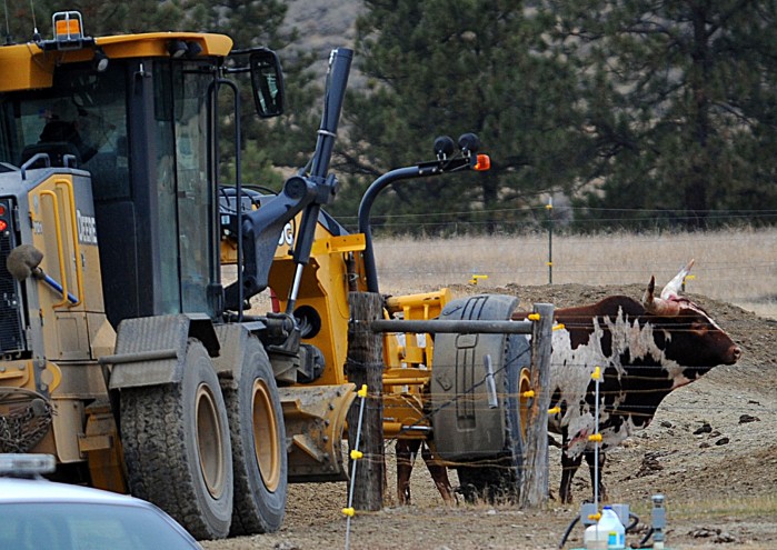 tracy california news bull attack