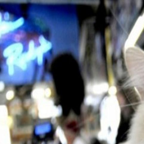 2 New Cats Roam Missoula S Rockin Rudy S Montana News