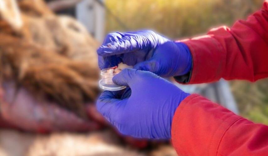 Chronic wasting disease is spreading. Will Montana's deer and elk ...