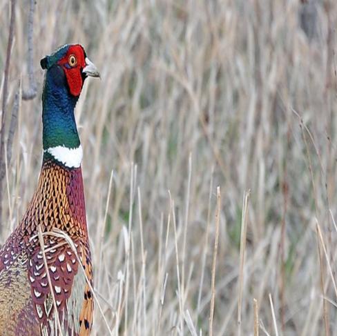 Bird Revival Total Pheasant Numbers Up 10 In North Dakota State Regional Billingsgazette Com