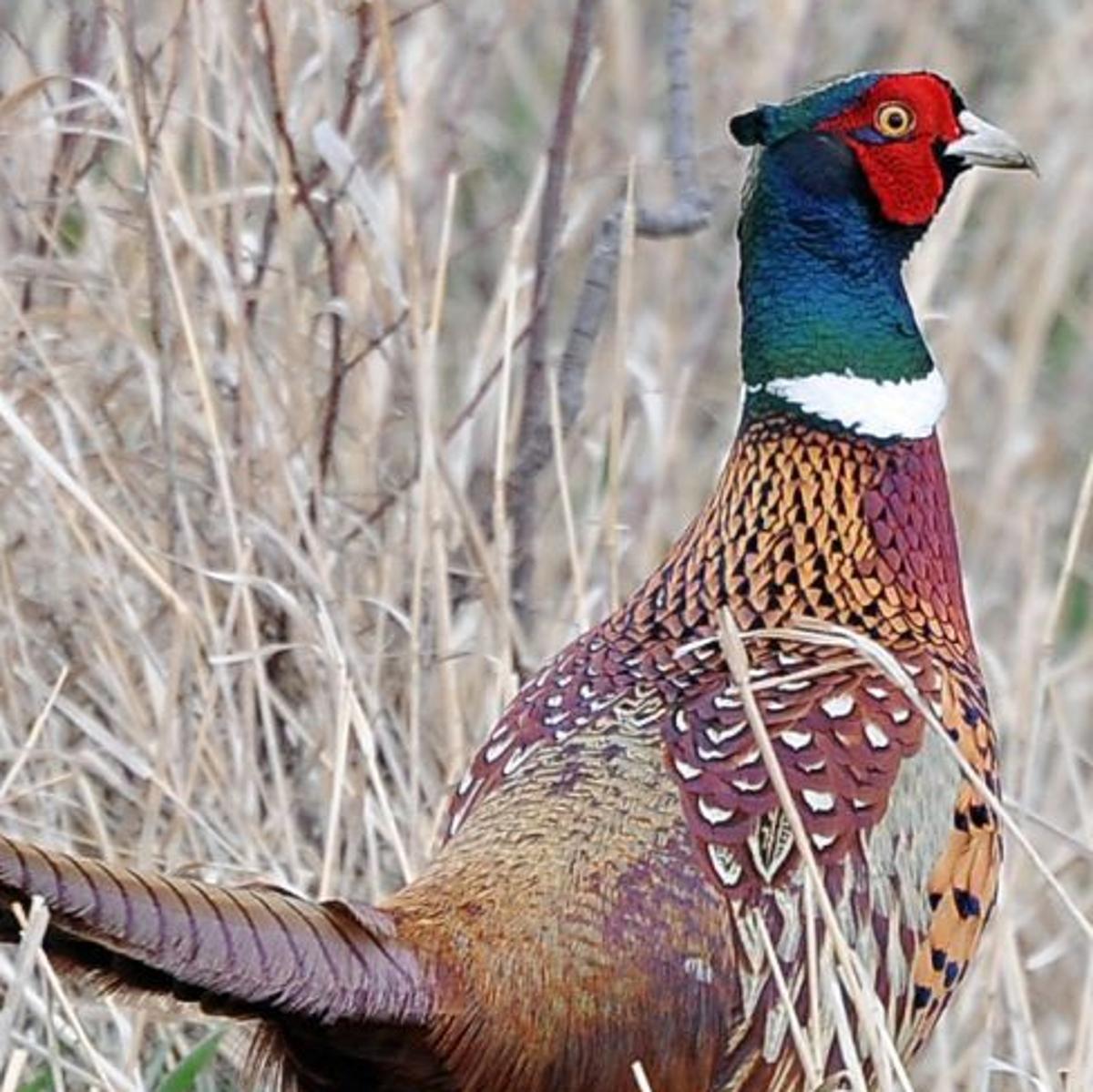 Bird Revival Total Pheasant Numbers Up 10 In North Dakota State Regional Billingsgazette Com Bird Revival Total Pheasant Numbers Up 10 In North Dakota State Regional Billingsgazette Com