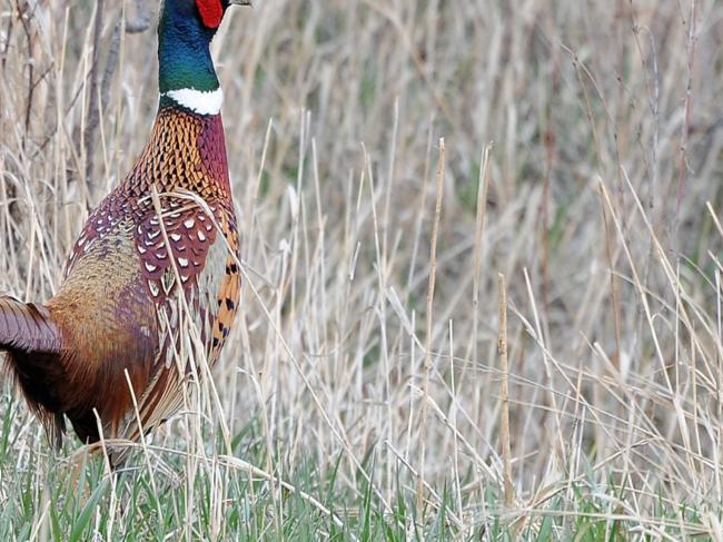 Bird Revival Total Pheasant Numbers Up 10 In North Dakota State Regional Billingsgazette Com