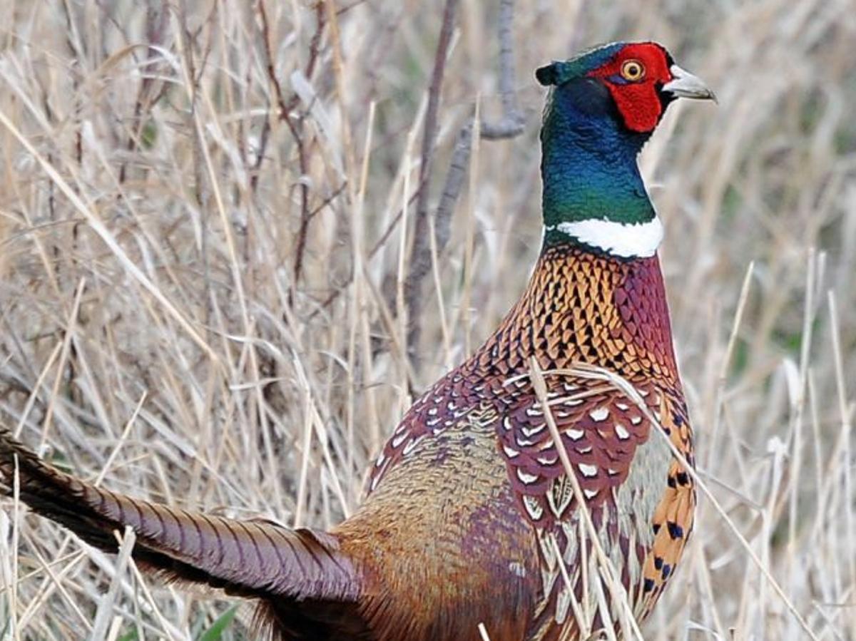 Bird Revival Total Pheasant Numbers Up 10 In North Dakota State Regional Billingsgazette Com Bird Revival Total Pheasant Numbers Up 10 In North Dakota State Regional Billingsgazette Com