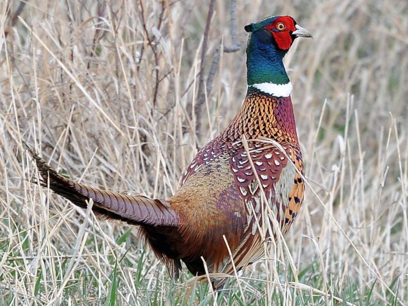 Bird revival Total pheasant numbers up 10 in North Dakota State & Regional