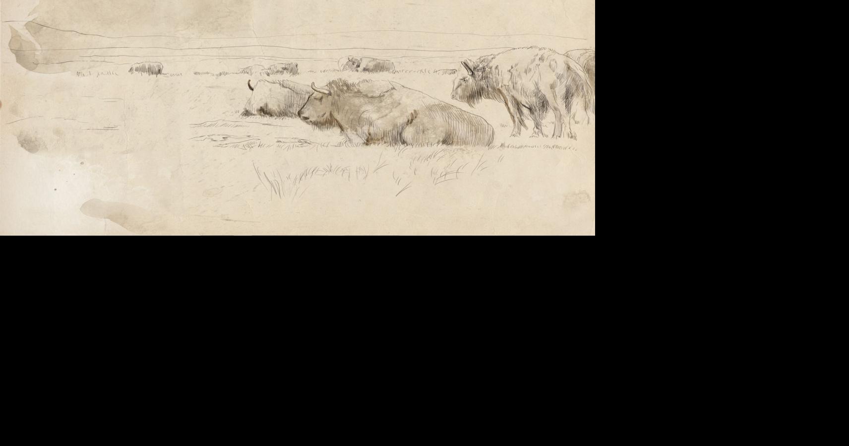 A herd of wild bison, buffalo