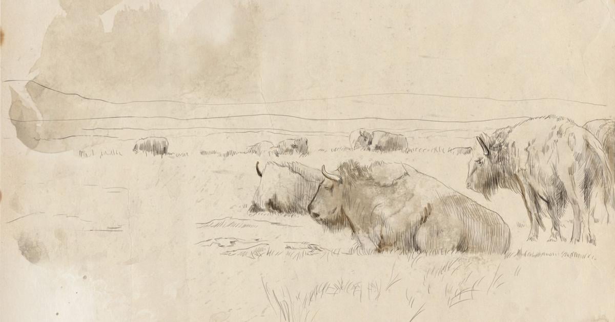 A herd of wild bison, buffalo
