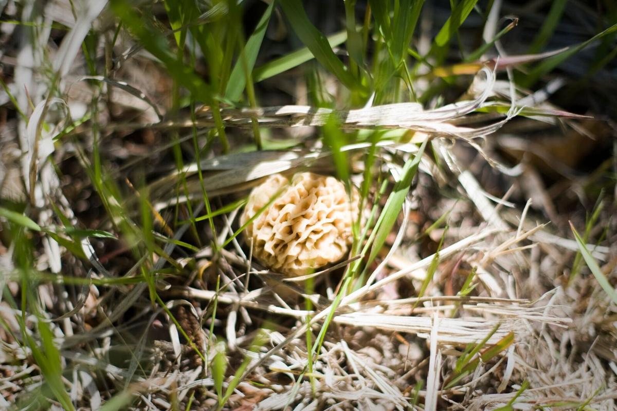Finding morels is almost as good as eating them Food and Cooking
