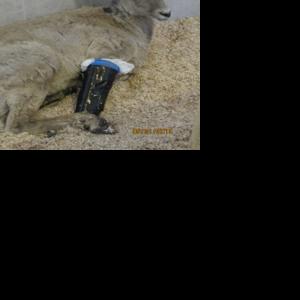 Zoo's bighorn sheep has surgery on broken leg