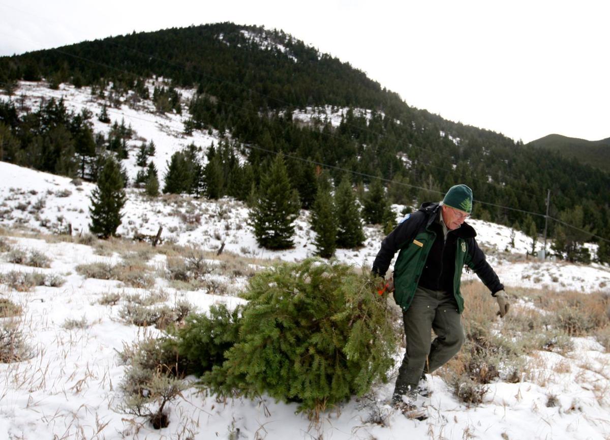 Christmas tree permits available starting Monday