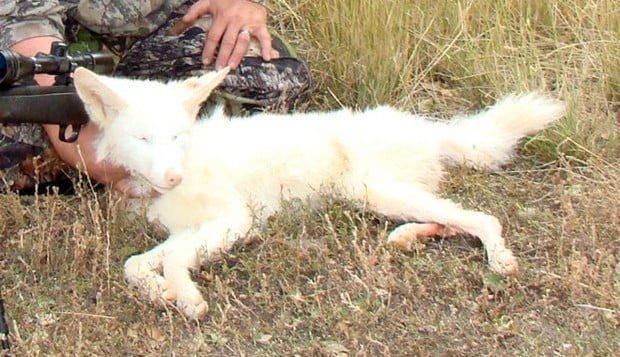albino coyote