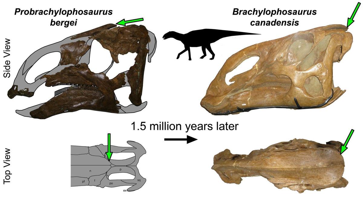 'Super duck': Dinosaur discovery shows evolutionary transition of species | Montana News