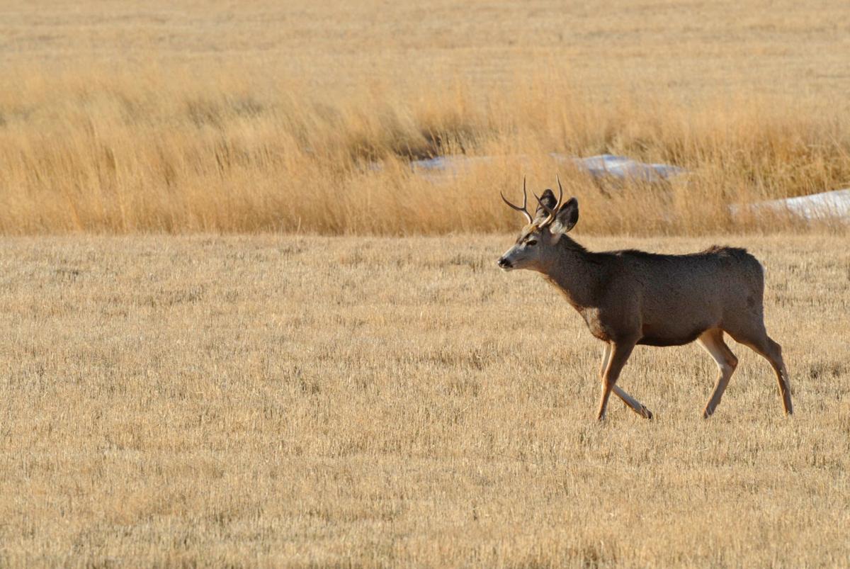 Mule deer