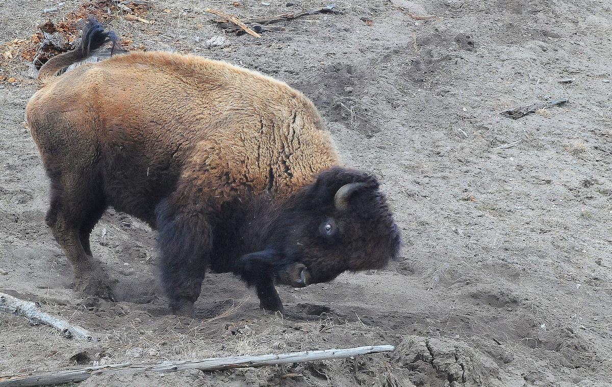 Bison In Yellowstone National Park Butts Tosses 72 Year Old Idaho Woman Outdoors Billingsgazette Com