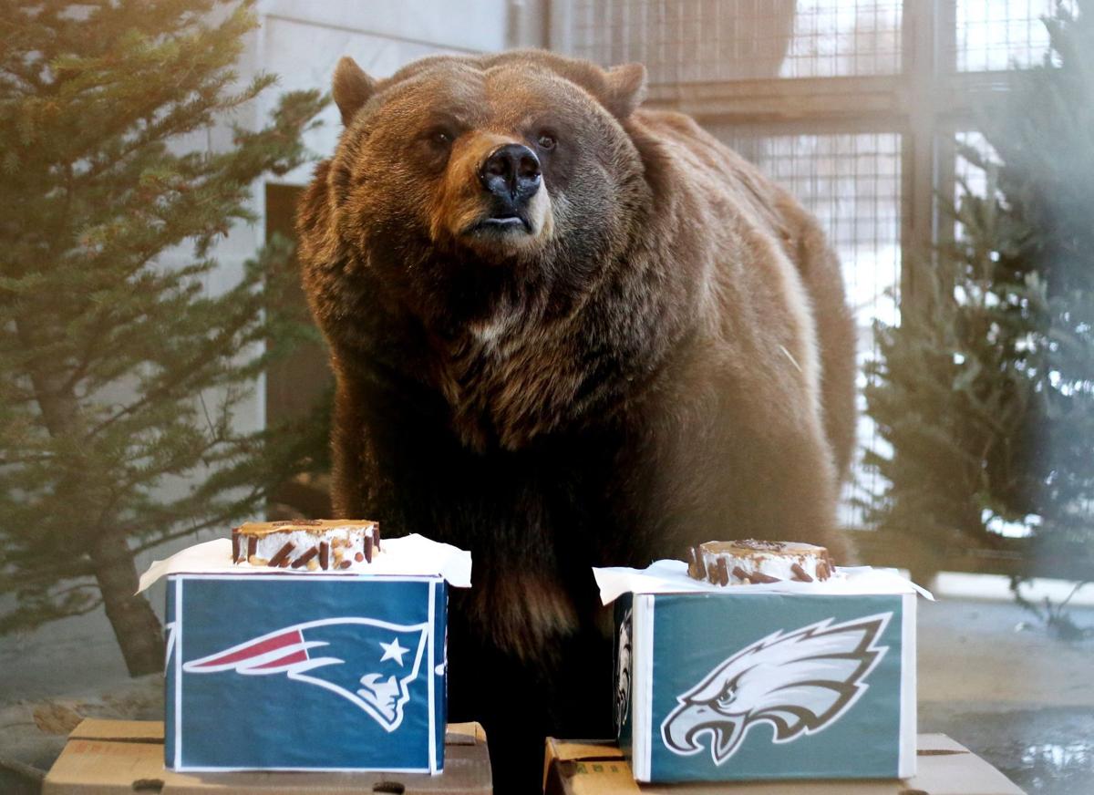 ZooMontana's Ozzy the grizzly bear picks 49ers to win Super Bowl