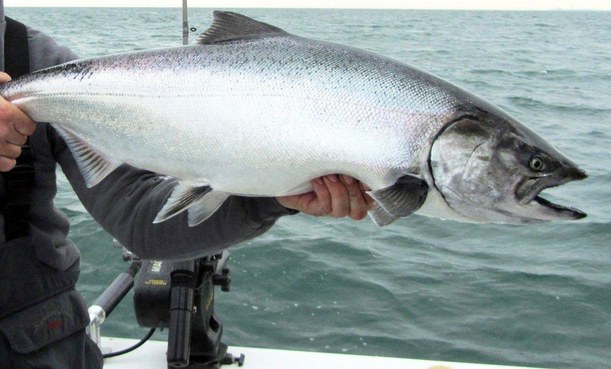 Chinook salmon