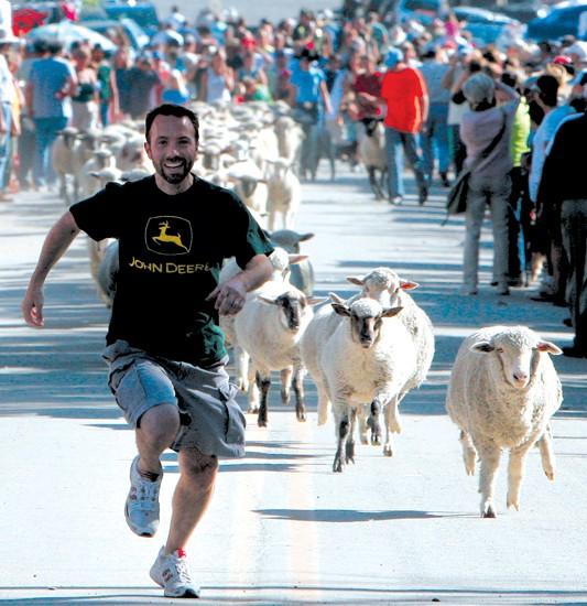 Reed Point's puts on annual running of the sheep Montana News