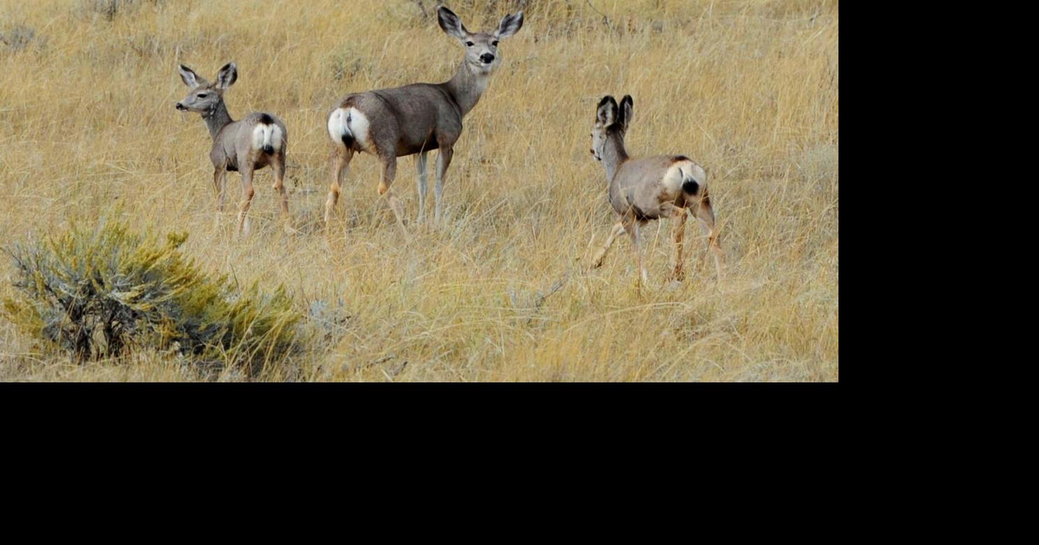 Montana hunting reg changes reflect declining mule deer