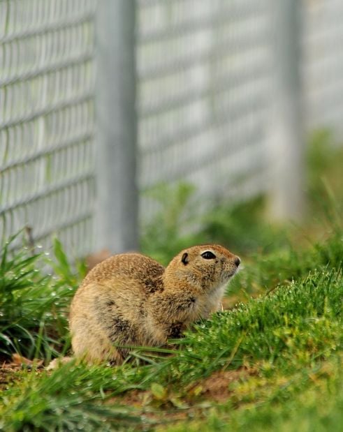 Richardson's ground squirrel sits on a burrow