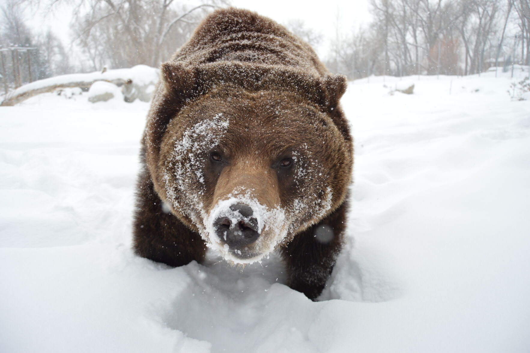 ZooMontana temporarily renames grizzly bear in honor of Griz