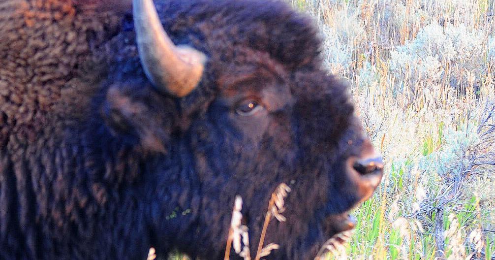 Studies show common traits between bison, cattle