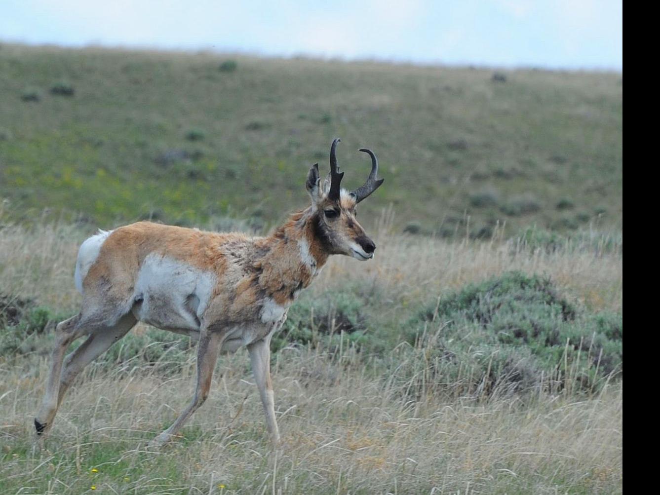 Wyoming Antelope Draw Odds 2020 DRAWING IDEAS