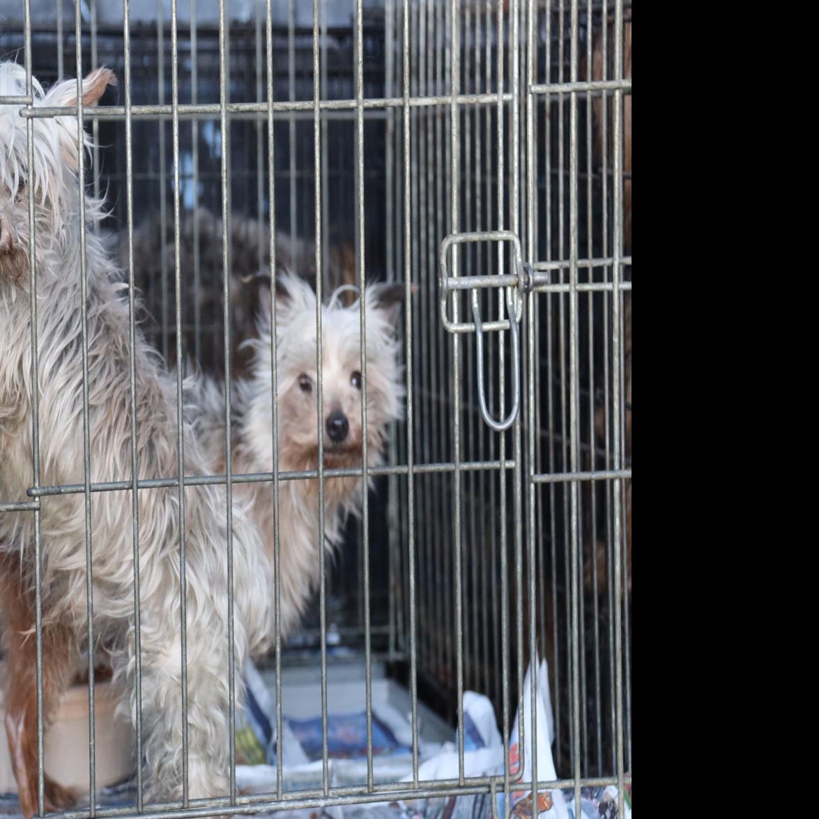 Prosecutors To Pursue Charges Against Owner Of 61 Animals Removed From Wyoming Home State Regional Billingsgazette Com