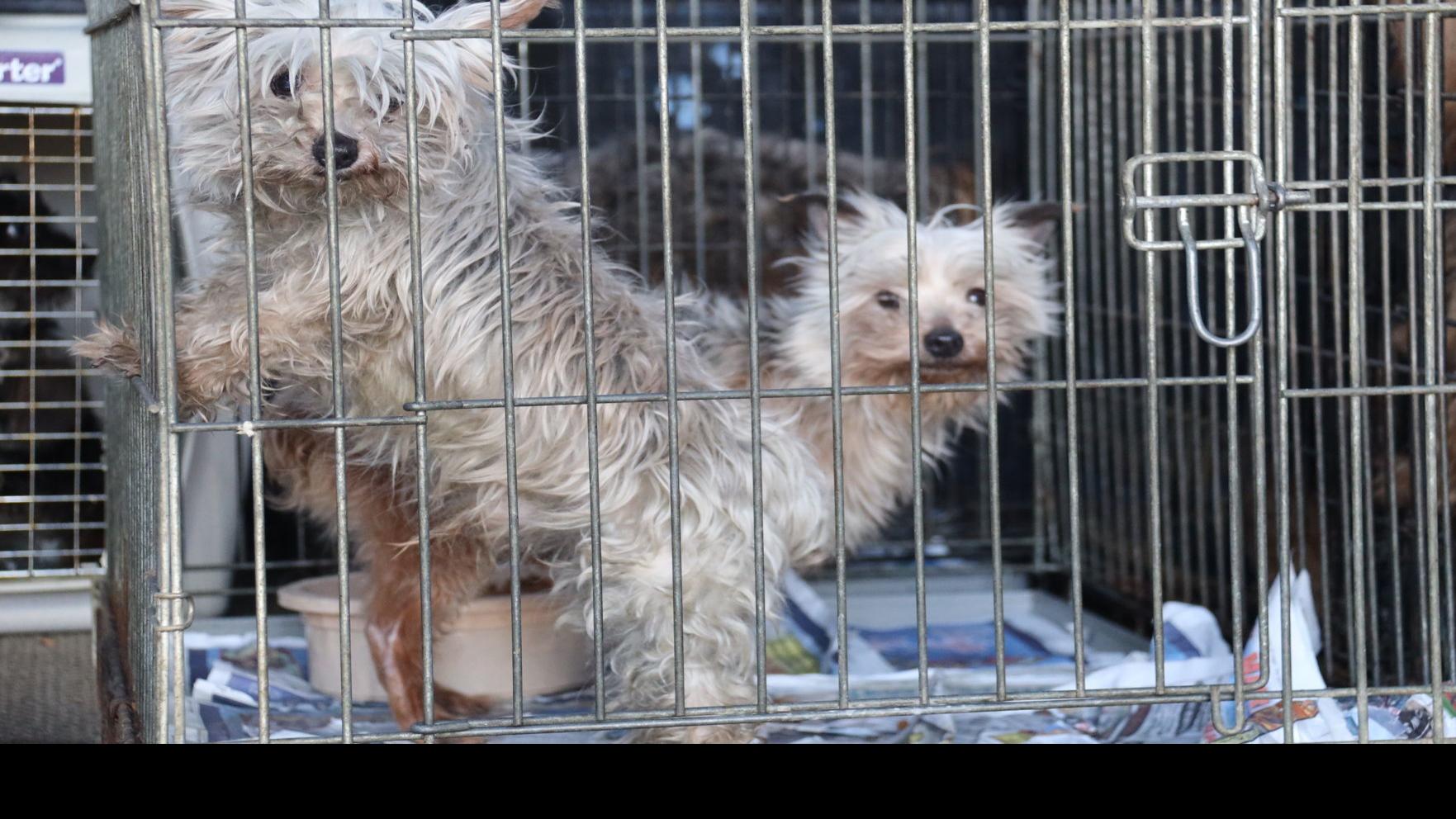 Prosecutors To Pursue Charges Against Owner Of 61 Animals Removed From Wyoming Home State Regional Billingsgazette Com