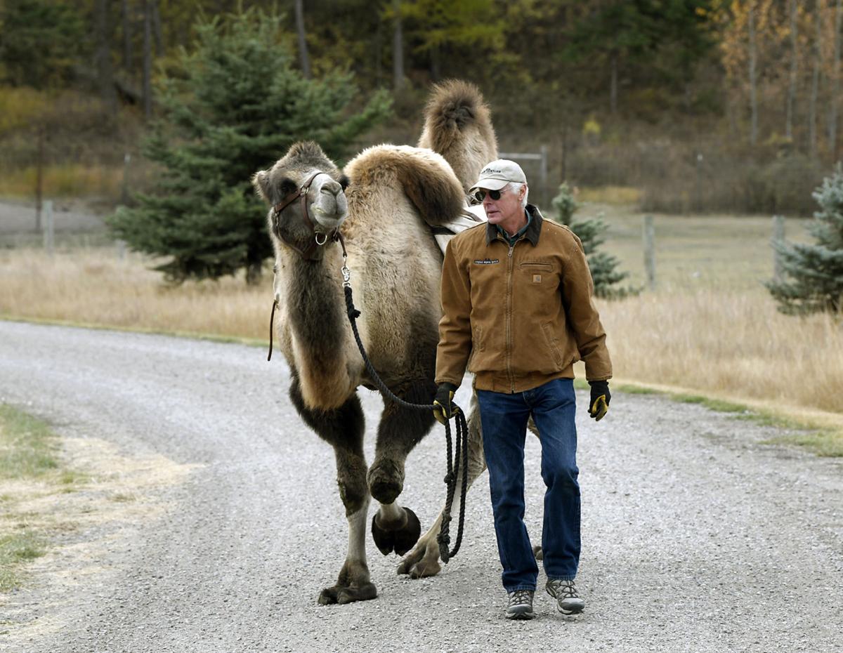 Bactrian buddies: Kalispell man would walk a mile for a ...