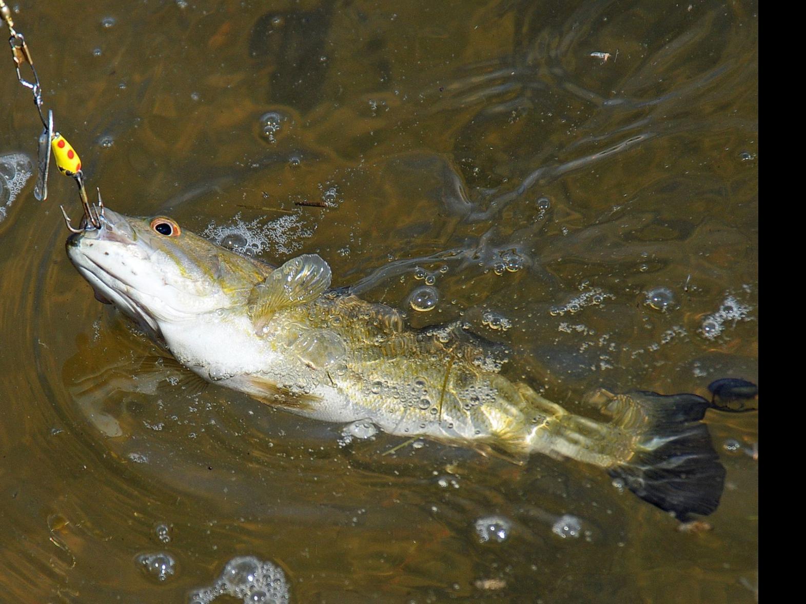 smallmouth bass removal proposed in