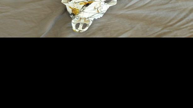 Deer Lodge Company Takes Trophy Head Preparation To Next Level