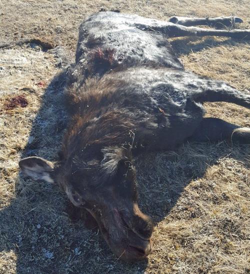 Moose poached