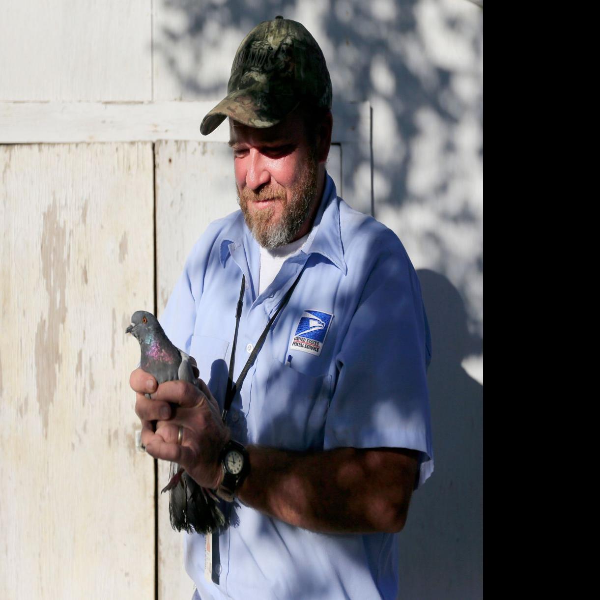 For 2 A Bird This Man Traps Glendive S Pigeons Montana News