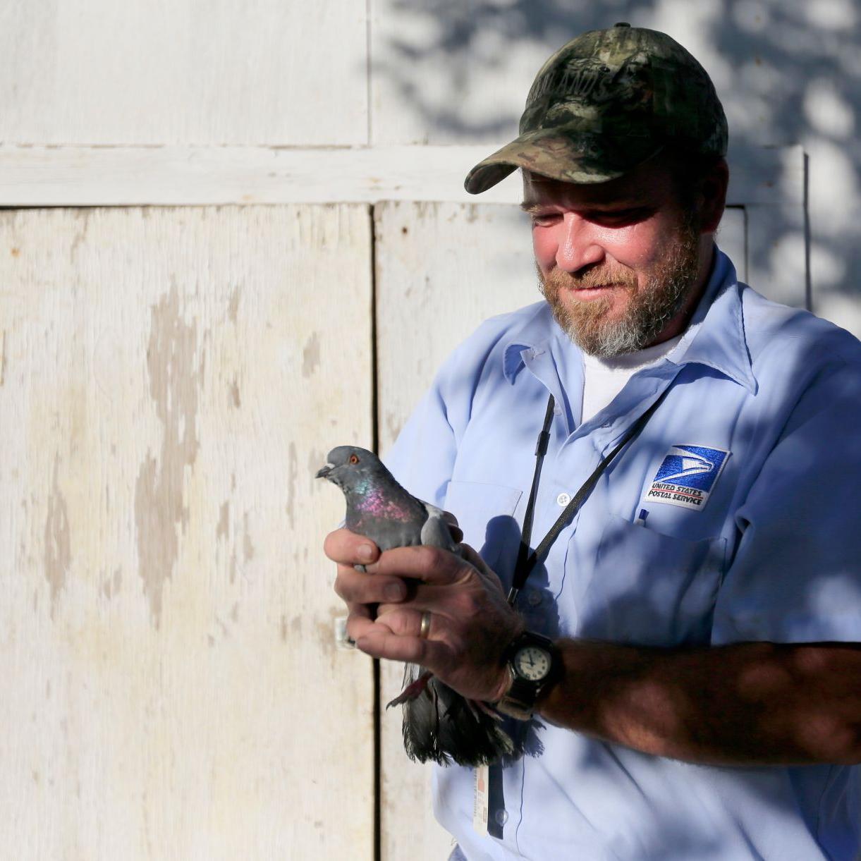 For 2 A Bird This Man Traps Glendive S Pigeons Montana News