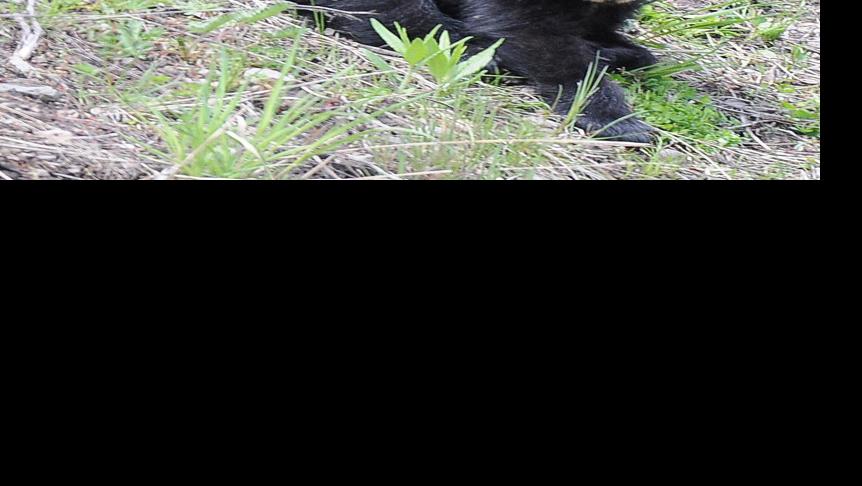 Black Bear Cubs Outdoors Billingsgazette Com