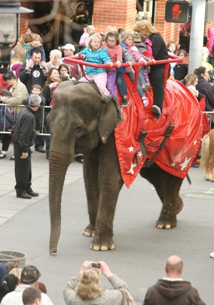 Gallery Elephants On The March Local News Billingsgazette Com