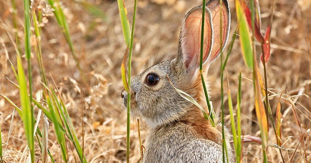 Rabbit disease found across Wyoming