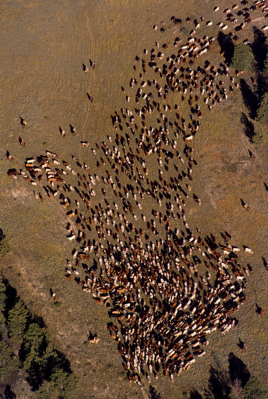 Retrospective: The Great Montana Centennial Cattle Drive of 1989