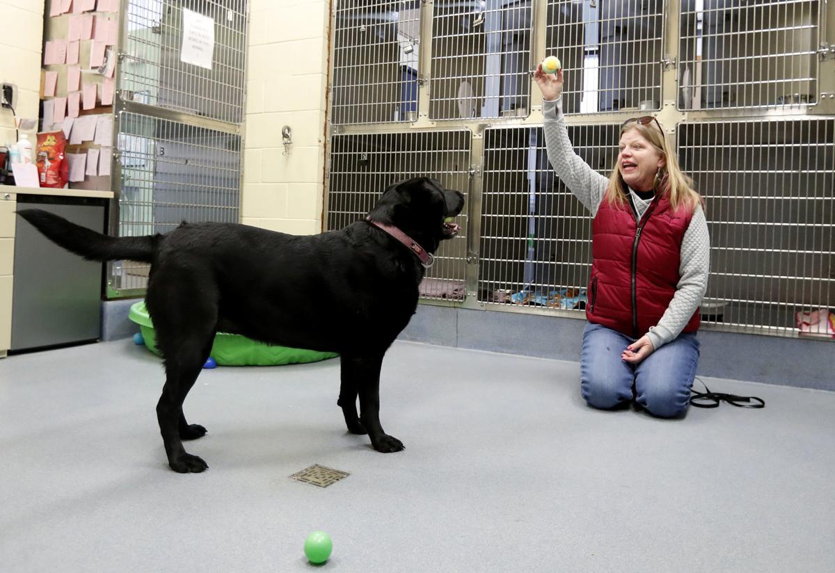 Billings Animal Shelters See Increase In Fostering Dip In