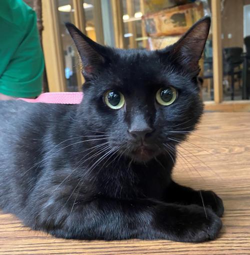 Pet Of The Week Venus Local News Billingsgazette Com