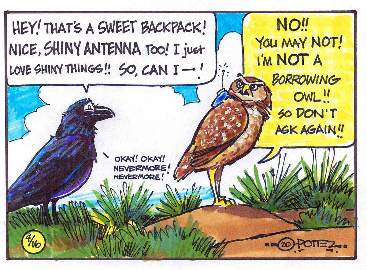 Burrowing, not borrowing, owl