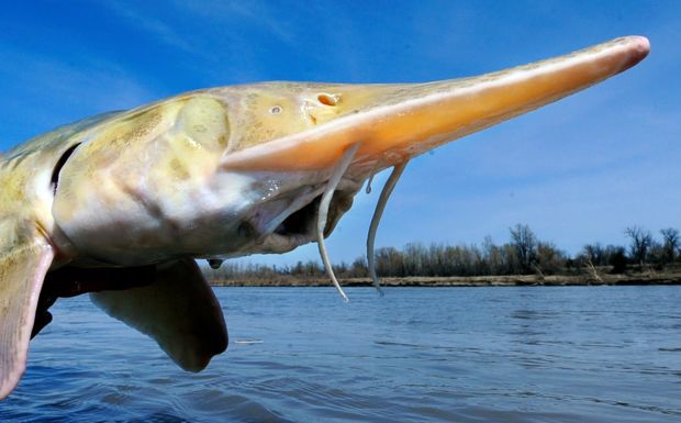 Palid Sturgeon