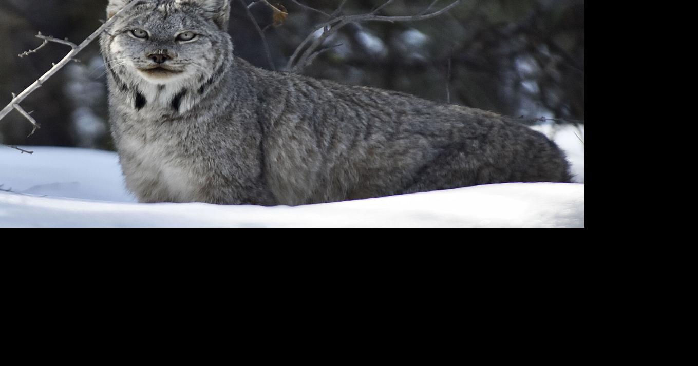 Canada lynx response to disturbed landscapes topic of talk