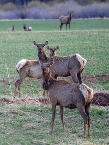 Wyoming Game and Fish programs allow elk hunting