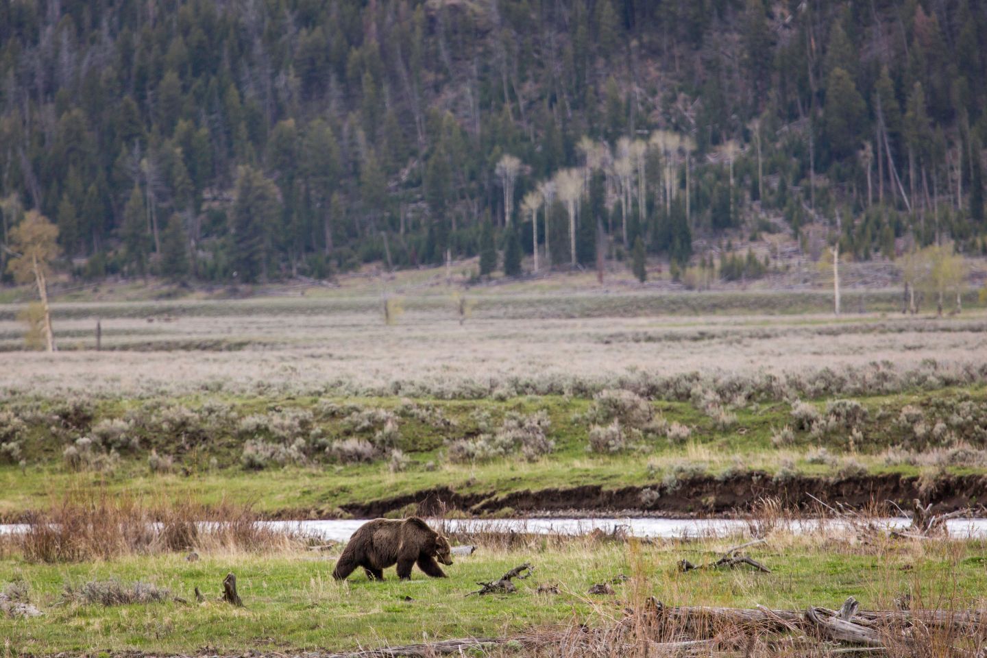 Grizzly Bear Relocated In Wyoming