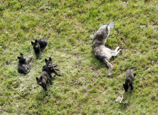 Big Mamas Help Wolf Pups Thrive In Yellowstone National Park Wyoming News Billingsgazette Com