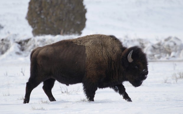 Nez Perce Tribe Probing Claim Of Waste In Bison Hunt