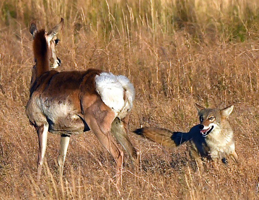 Coyotes killed by Arizona agency to protect pronghorns