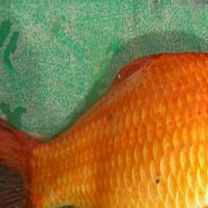 Fwp Proposes Removing Goldfish From Zortman Area Pond Outdoors Billingsgazette Com