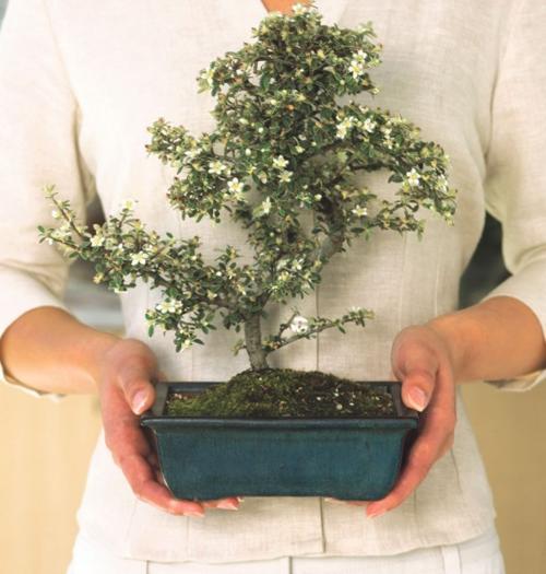 Growing Up Living Art Bonsai Plants Represent Heaven And Earth Home Garden Billingsgazette Com